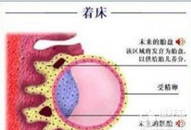 盤點胚胎著床后的注意事項，看完才知道這些……