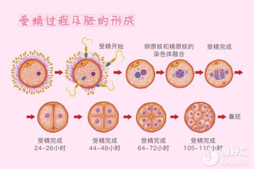 試管嬰兒胚胎發育過程，你不知道的還有這些