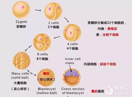 揭秘試管嬰兒胚胎發育過程，你全都知道了嗎？