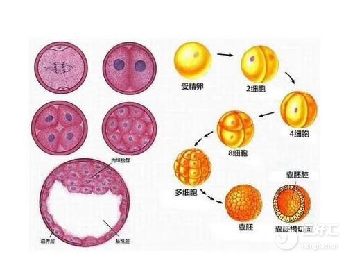 做試管提高胚胎著床的方法，你知道幾個？